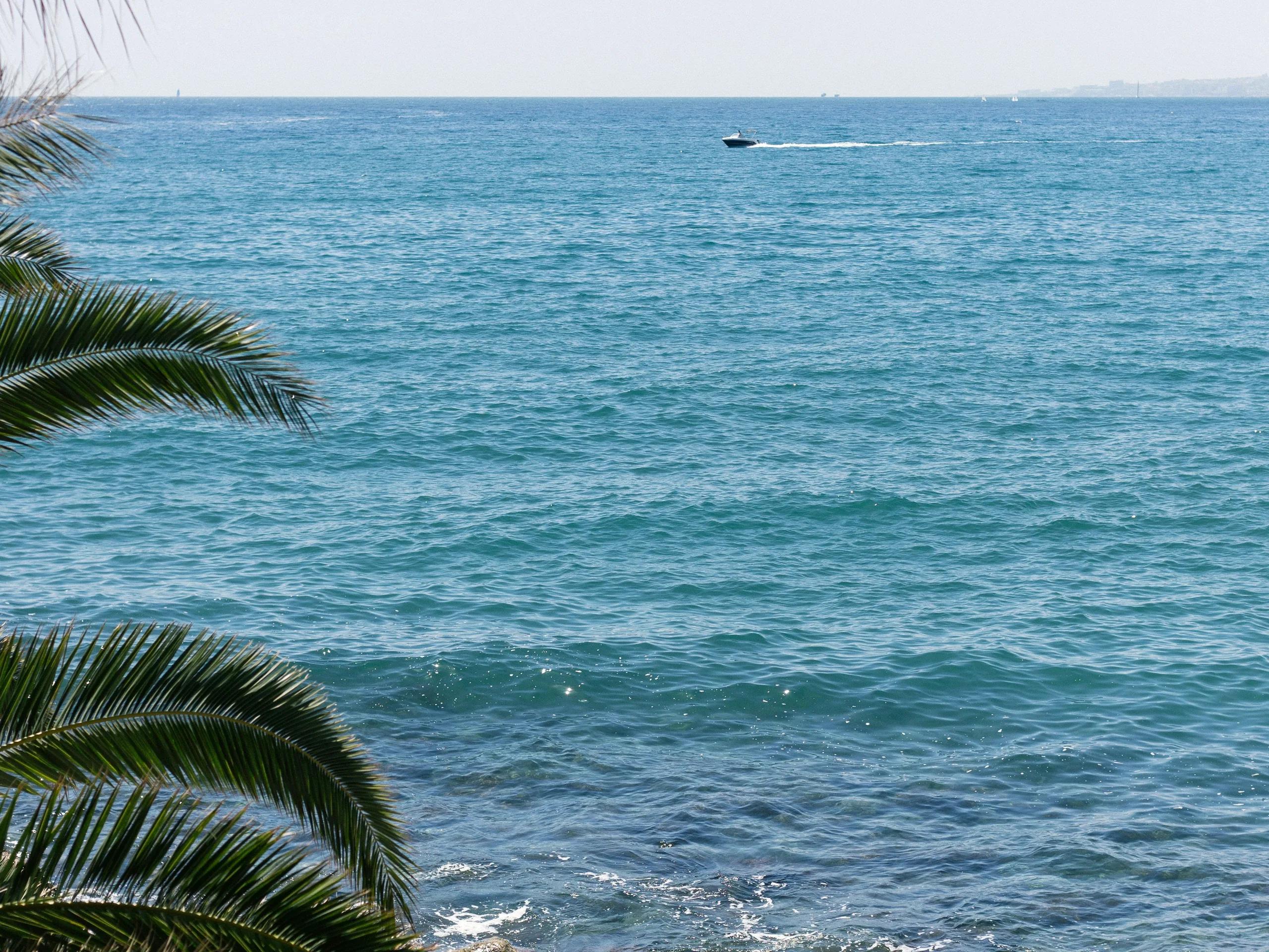 View through palm fronds to the Mediterranean